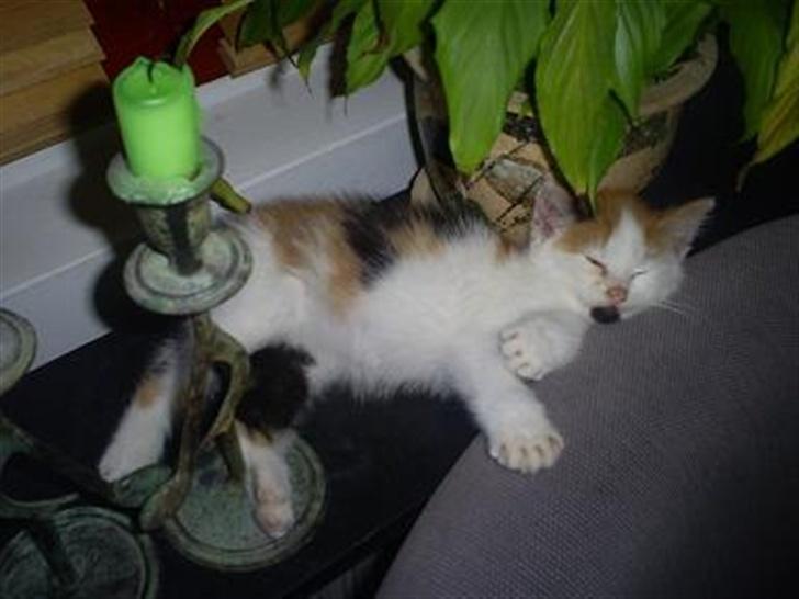 Blanding af racer Wilma billede 7