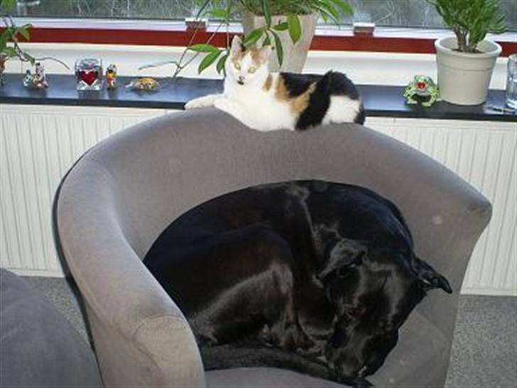 Blanding af racer Wilma billede 8