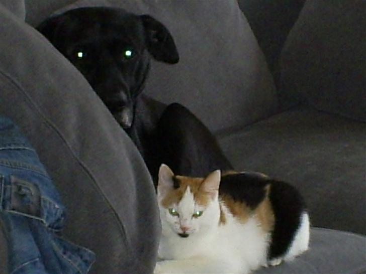 Blanding af racer Wilma billede 9