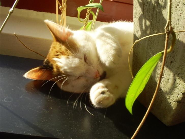 Blanding af racer Wilma billede 10