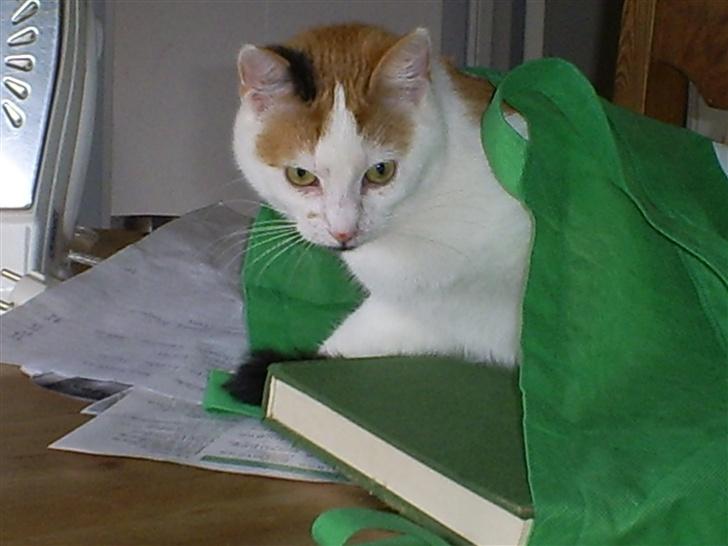 Blanding af racer Wilma billede 11