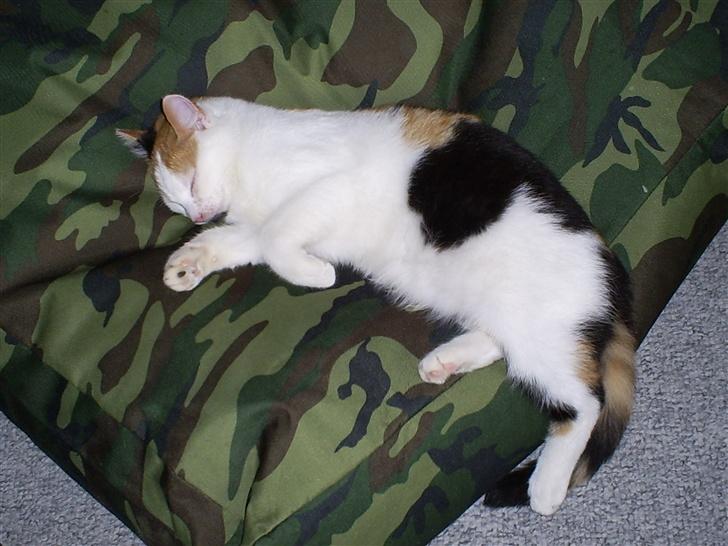 Blanding af racer Wilma billede 12