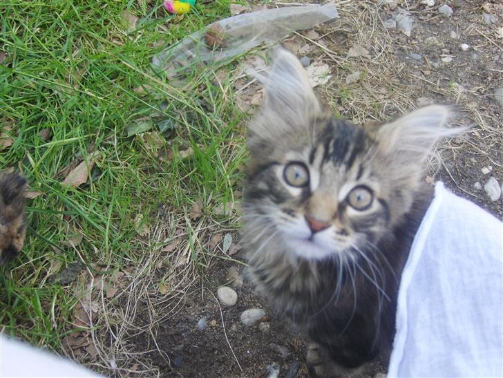 Maine Coon Coon (solgt) billede 1