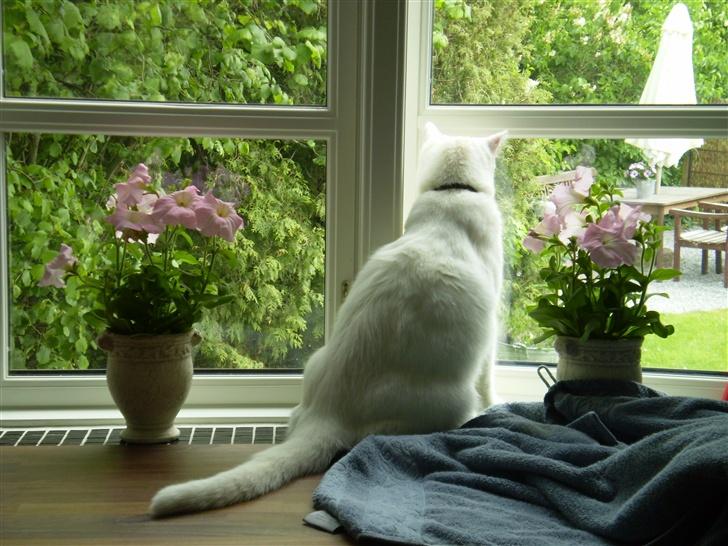 Huskat Fritz - Nej hvor er haven fin.. billede 10