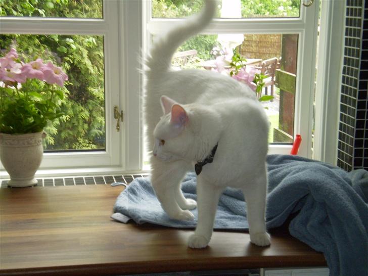 Huskat Fritz - Jeg elsker at gå rundt på bordet. billede 11