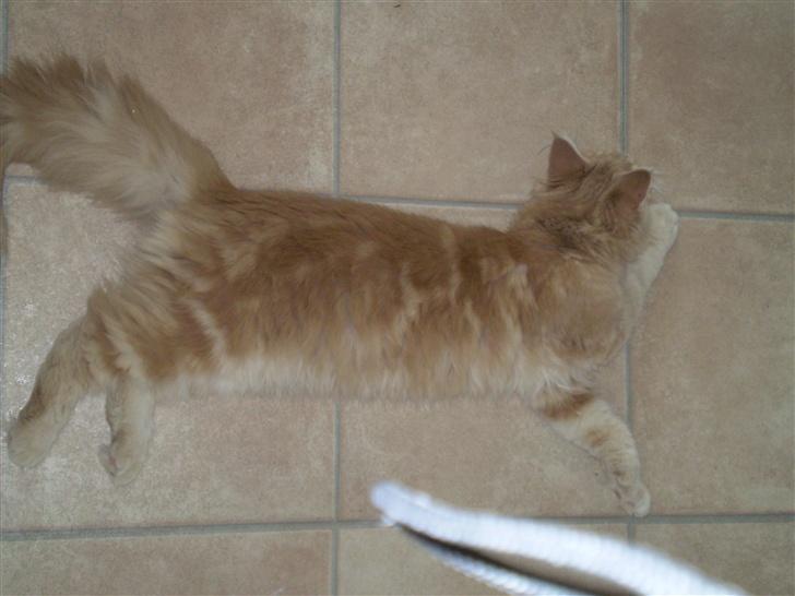 Maine Coon Freddie - Nyder livet midt på køkkengulvet.. 6 mdr billede 14