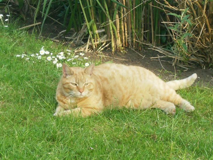 Blanding af racer Tykke*DØD* - jeg hygger bare lidt lige nu billede 6