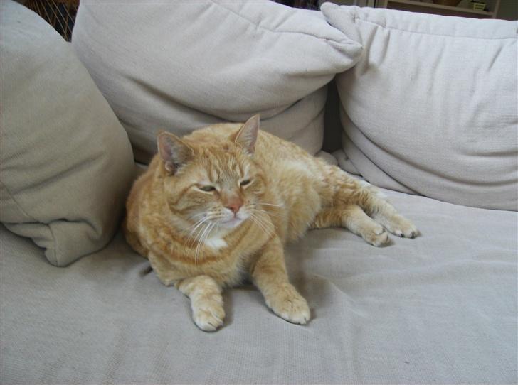 Blanding af racer Tykke*DØD* - hvor skal du hen jeg vil kæle billede 7