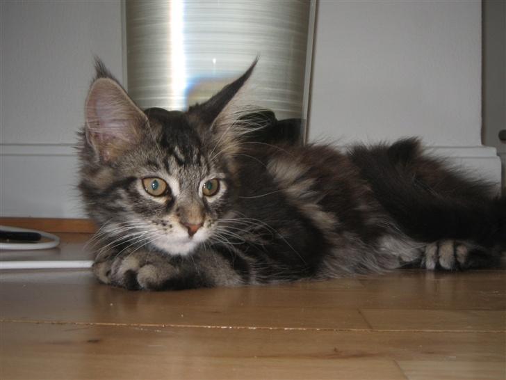 Maine Coon DK Dalibro´s *Sahara* - billede 6