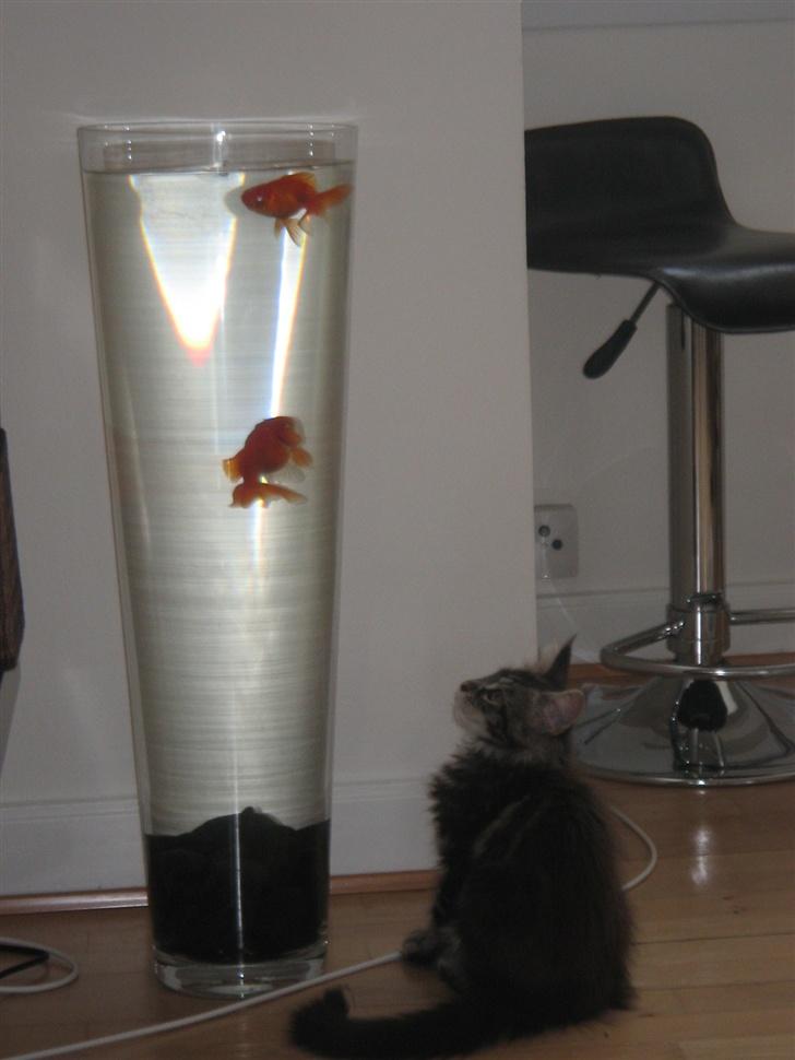 Maine Coon DK Dalibro´s *Sahara* - billede 7