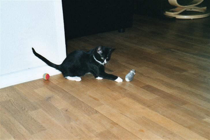 Huskat Fy - Mig som lille billede 12