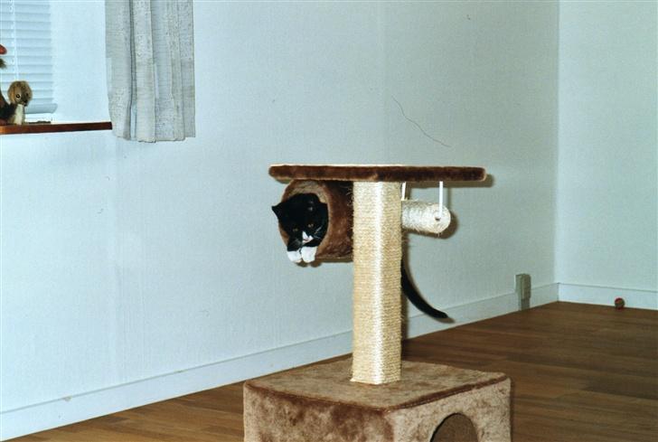 Huskat Fy - Mig som lille billede 14