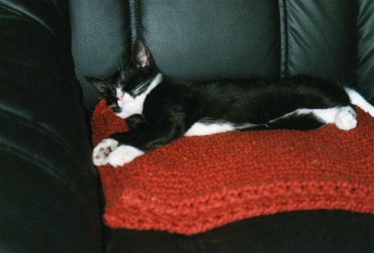 Huskat Fy - Mig som lille billede 16