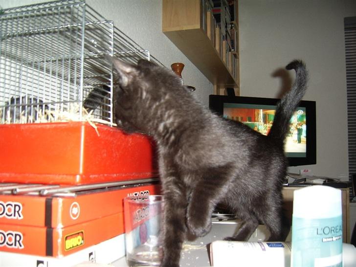 Huskat Pjevs billede 4