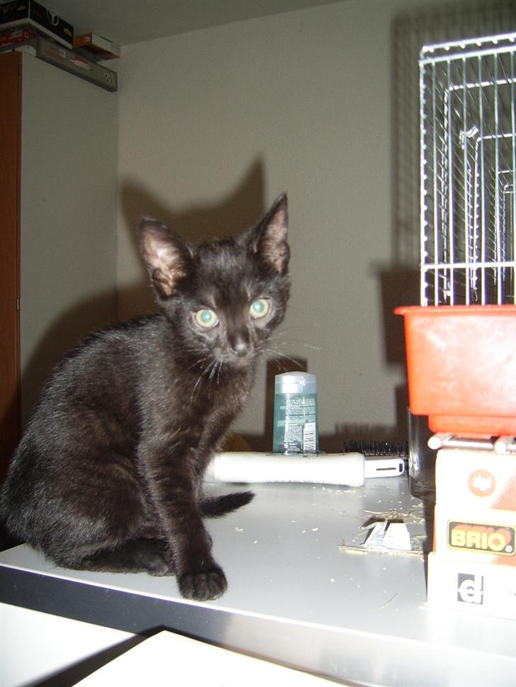 Huskat Pjevs billede 5