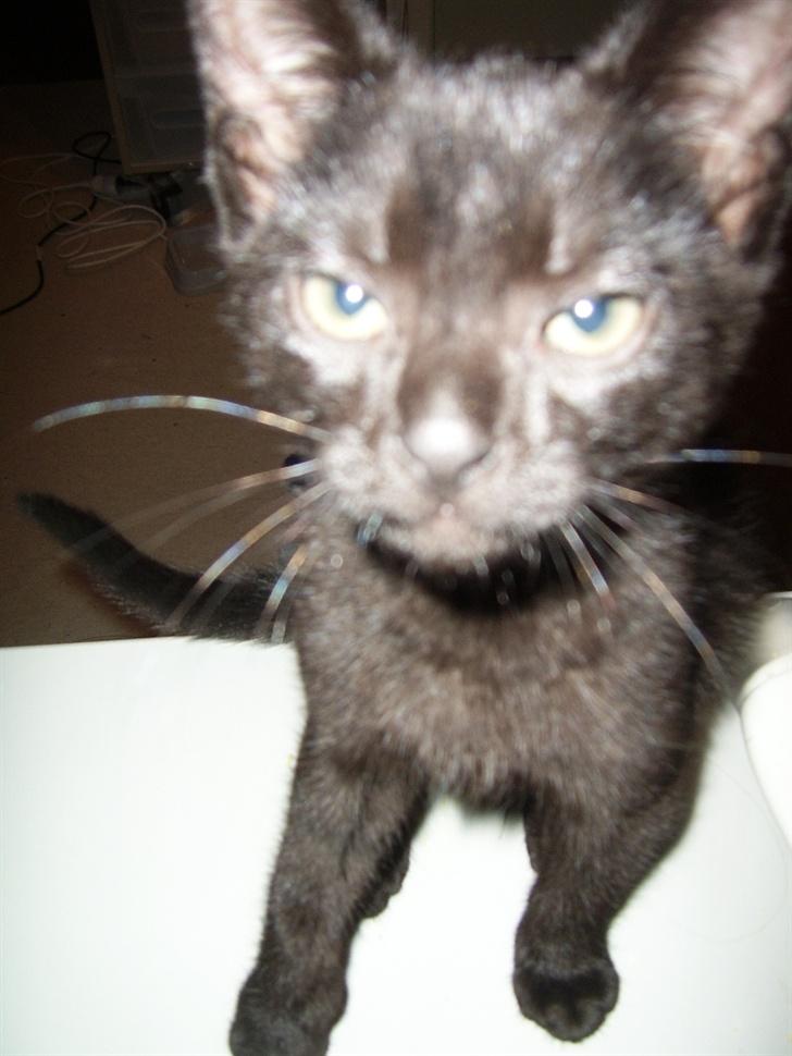 Huskat Pjevs billede 6