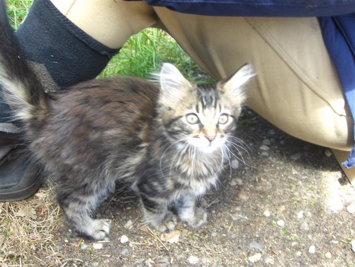 Maine Coon Coon (solgt) billede 2