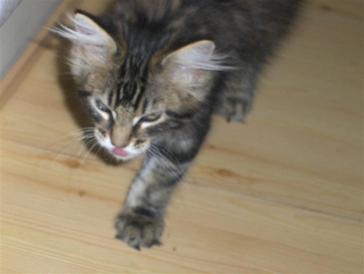 Maine Coon Coon (solgt) billede 3