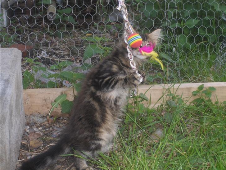 Maine Coon Coon (solgt) billede 4