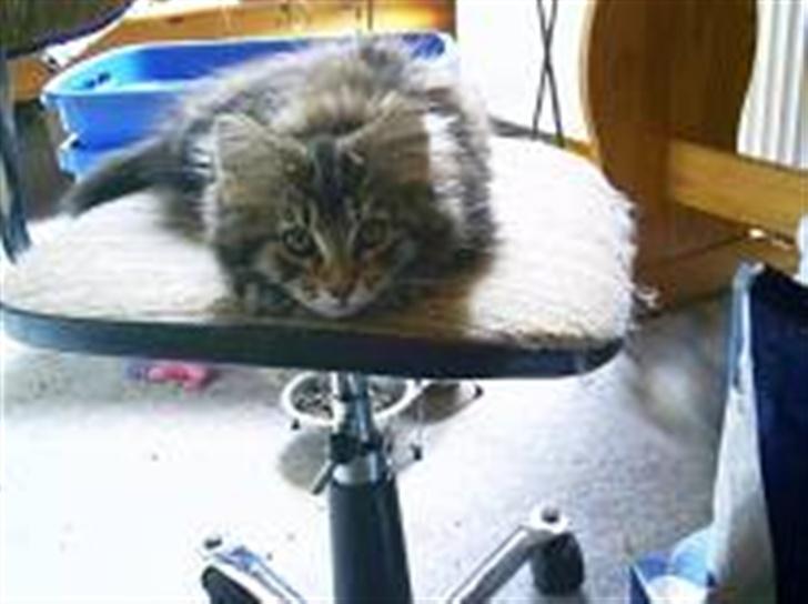 Maine Coon Coon (solgt) billede 5