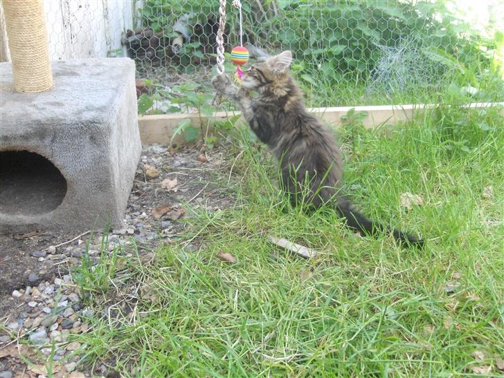 Maine Coon Coon (solgt) billede 6