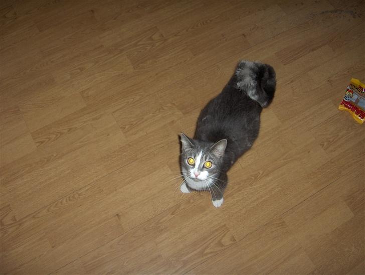 Huskat Freja - hey hey... billede 6