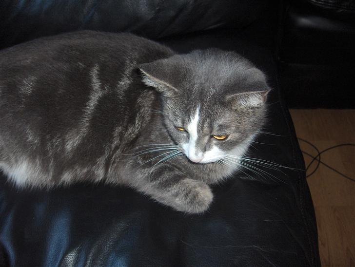 Huskat Freja - Hva laver i... billede 7