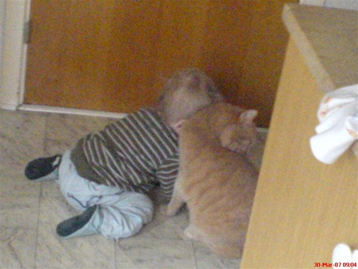 Huskat Anton billede 6