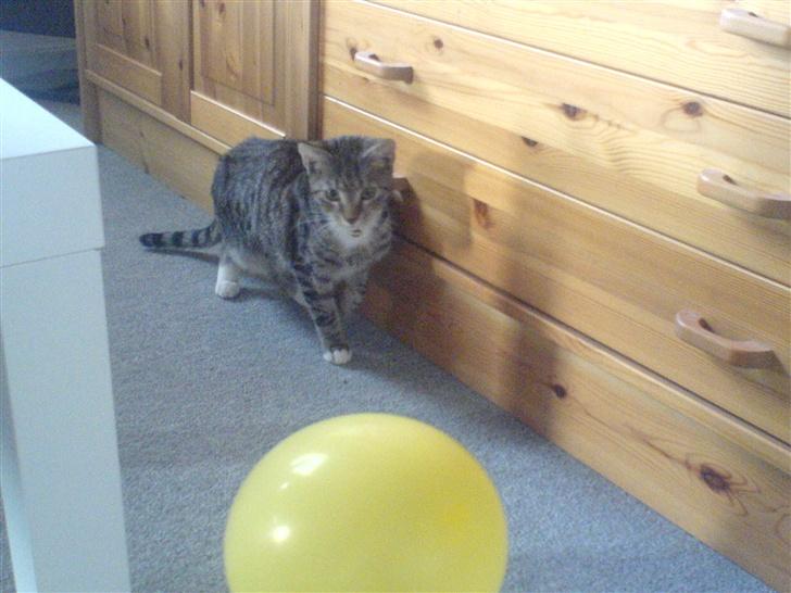 Huskat Felix (død) - Se min fine ballon ;o) (Januar 2007) billede 8