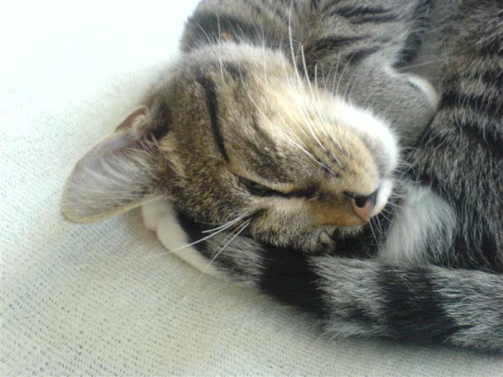 Huskat Felix (død) - Felix langt væk i drømmeland, mon han drømmer om hvide mus? (Foråret 2007) billede 10