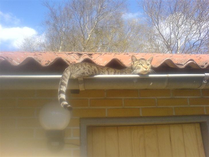 Huskat Felix (død) - Nu er tigeren på jagt ;o) (Foråret 2007) billede 11