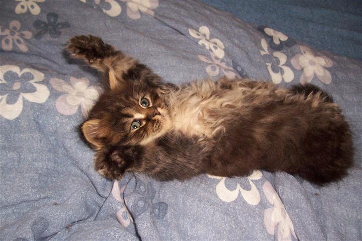 Norsk Skovkat Nelly - Det første billede vi så af Nelly - og vi var bare SOLGT!! billede 1