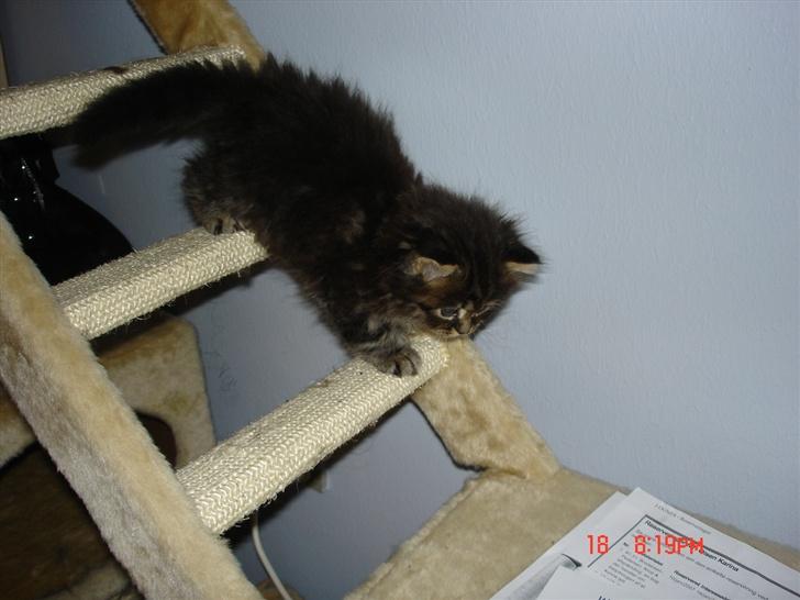 Norsk Skovkat Nelly - Første besøg - Nelly førte sig godt frem, og viste hvad hun kunne.. billede 2