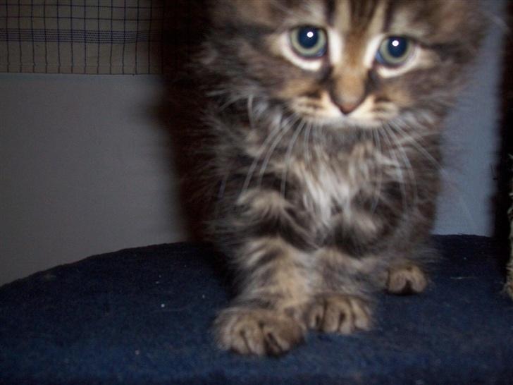 Norsk Skovkat Nelly - Billedet blev sendt mens vi stadig ventede på hende - vi kunne nææsten ikke vente mere.... billede 3