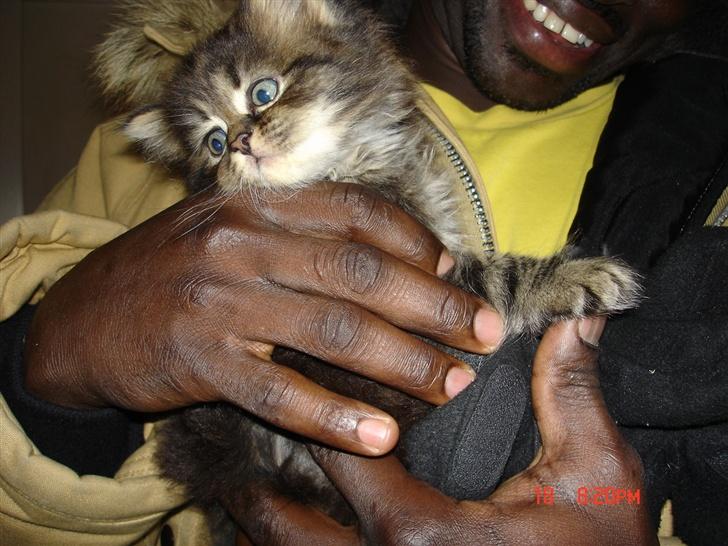 Norsk Skovkat Nelly - Stadig fra besøget - hun var bare liige hvad vi havde ledt efter.. billede 4