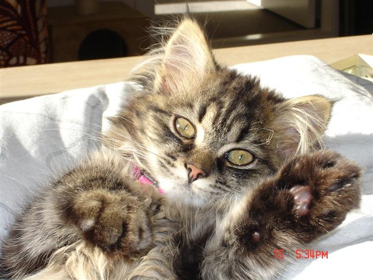 Norsk Skovkat Nelly - Hjemme! Endelig hjemme.. :-) Daser i solen, på dynen - det er da ikke andet end skønt! billede 5