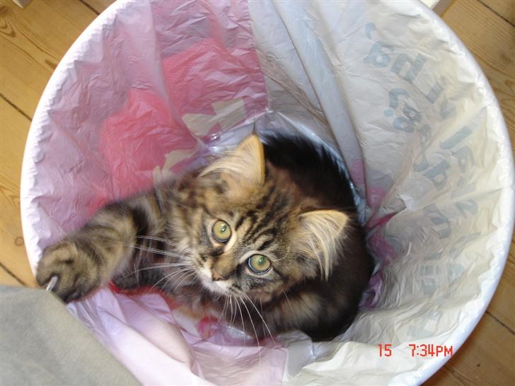 Norsk Skovkat Nelly - Fandt desværre hurtig ud af, at papirkurven var rigtig sjov at kravle ned i ... meen det måtte vi desværre sige nej til.  billede 6