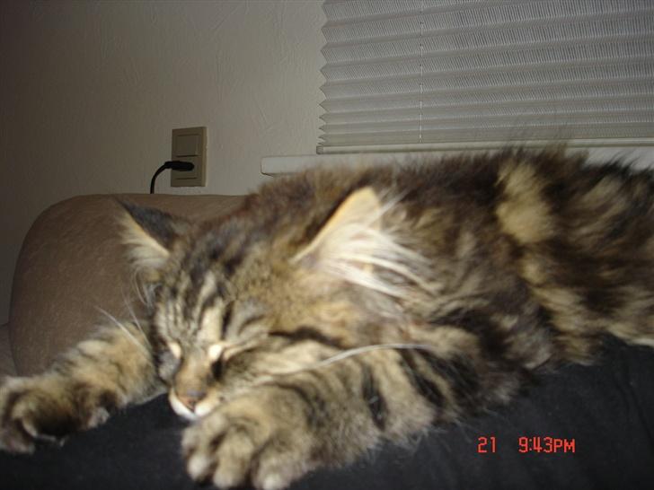 Norsk Skovkat Nelly - Efter en lang dag med et besøg i haven - så er man godt træt!! billede 7