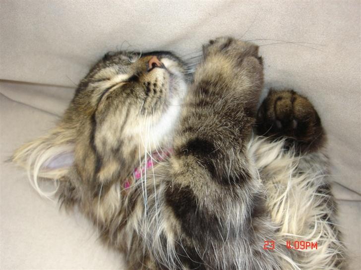 Norsk Skovkat Nelly - Putter sig godt i sofaen... :-) billede 8