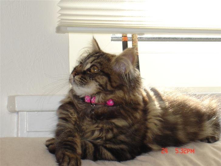 Norsk Skovkat Nelly - Er hun ikke dejlig?! billede 9