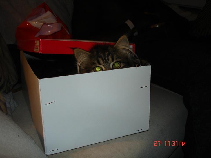 Norsk Skovkat Nelly - En lille ballade-mager kan man også være..... eelsker sko-æsker og poser, alt hvad man kan gemme sig i!! billede 10