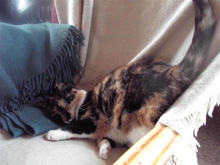 Blanding af racer Mille R.I.P - tigermis billede 6