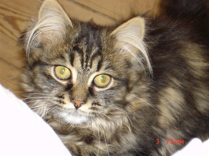 Norsk Skovkat Nelly - Nyder vidst bare livet... ;-) billede 11