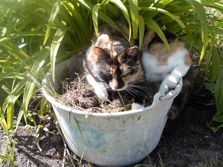 Blanding af racer Mille R.I.P - tigermis billede 7