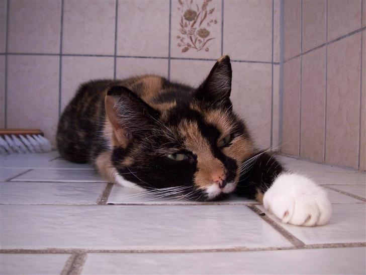 Blanding af racer Mille R.I.P - tigermis billede 8