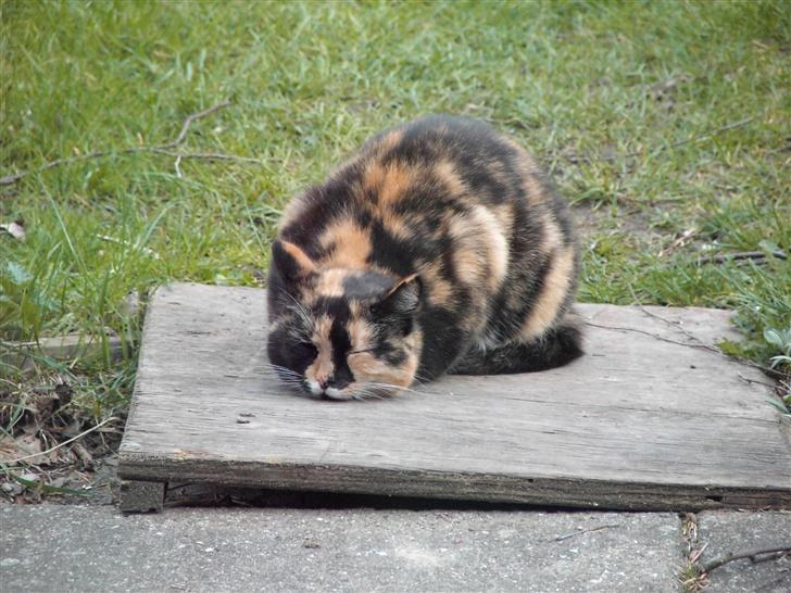Blanding af racer Mille R.I.P - tigermis billede 9
