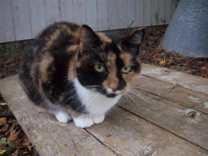Blanding af racer Mille R.I.P - tigermis billede 10