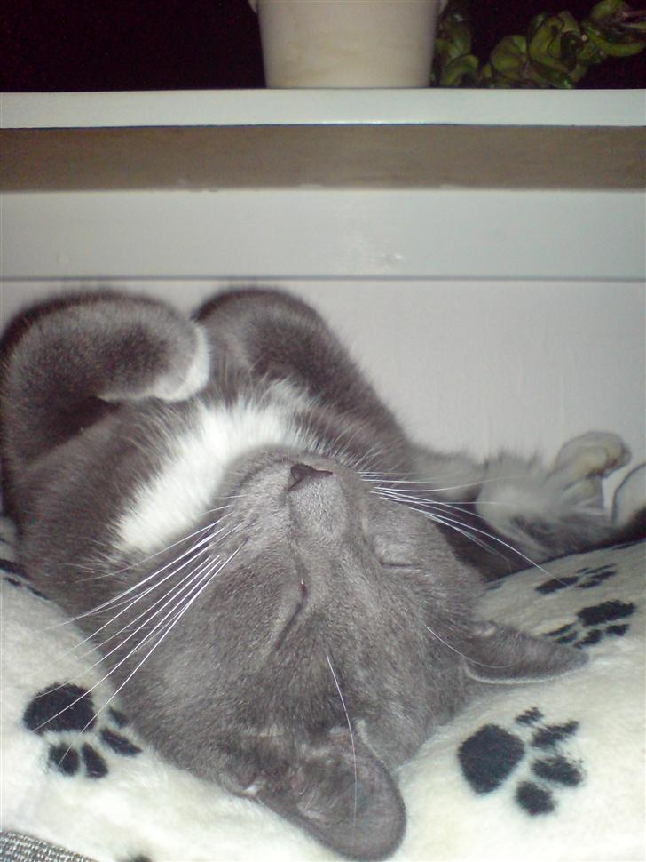 Huskat Findus - Snoooork !  billede 1