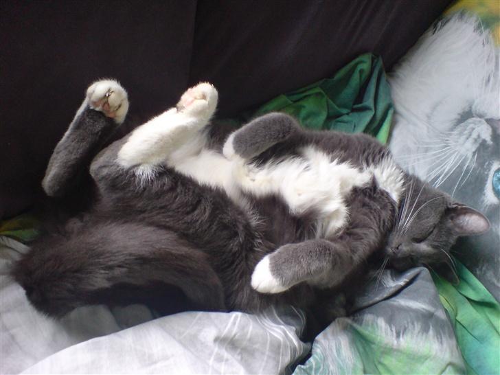 Huskat Findus - ´´ Jeg elsker bare at ligge i fordrejede stillinger ! ^^´´ ´´  billede 3