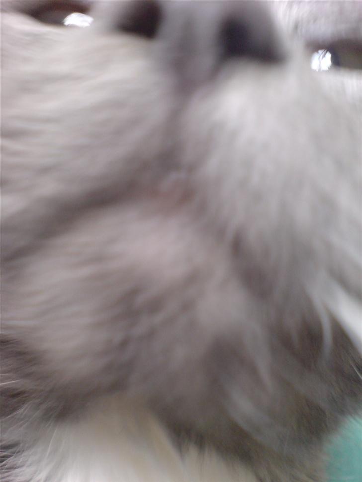 Huskat Findus - Så kom man lidt for tæt på kameraet .  billede 4